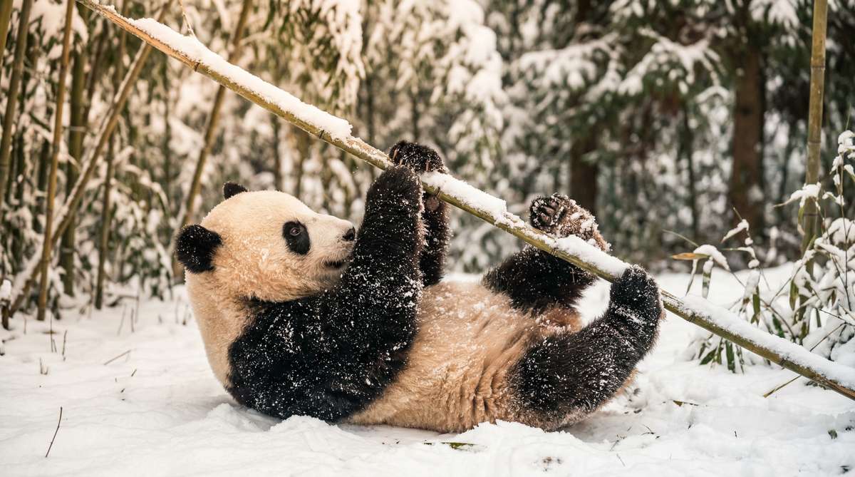 四虎今日推荐熊猫视频
